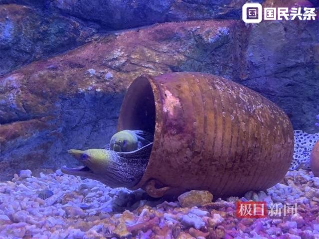 喂食小浣熊、与魔鬼鱼击掌……亲子家庭纷纷涌入室内动物园