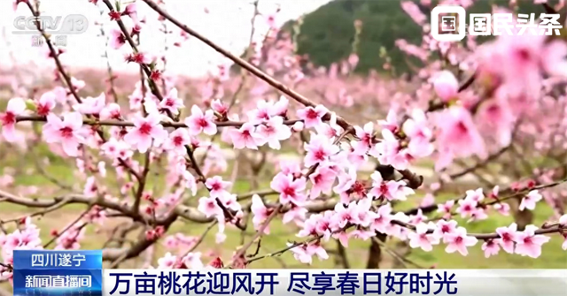 “花样经济”带动乡村旅游全产业链发展 春日文旅市场勾勒“好花常开”画卷